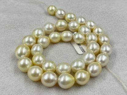 South Sea Pearl Cream Color, Oval Shape, AAA/1 Luster Pearl, 12-15 MM Size